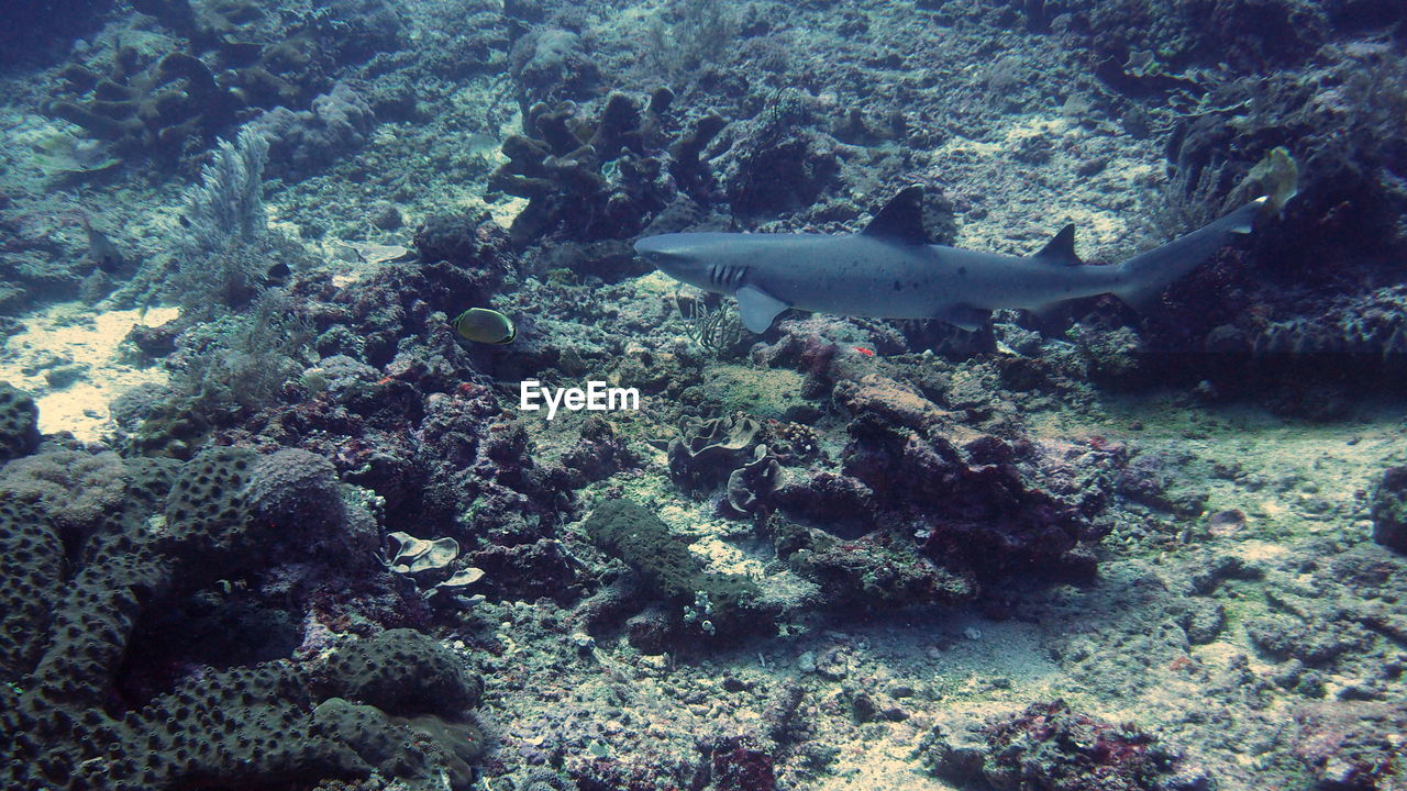 High angle view of gray reef shark swimming by coral in sea