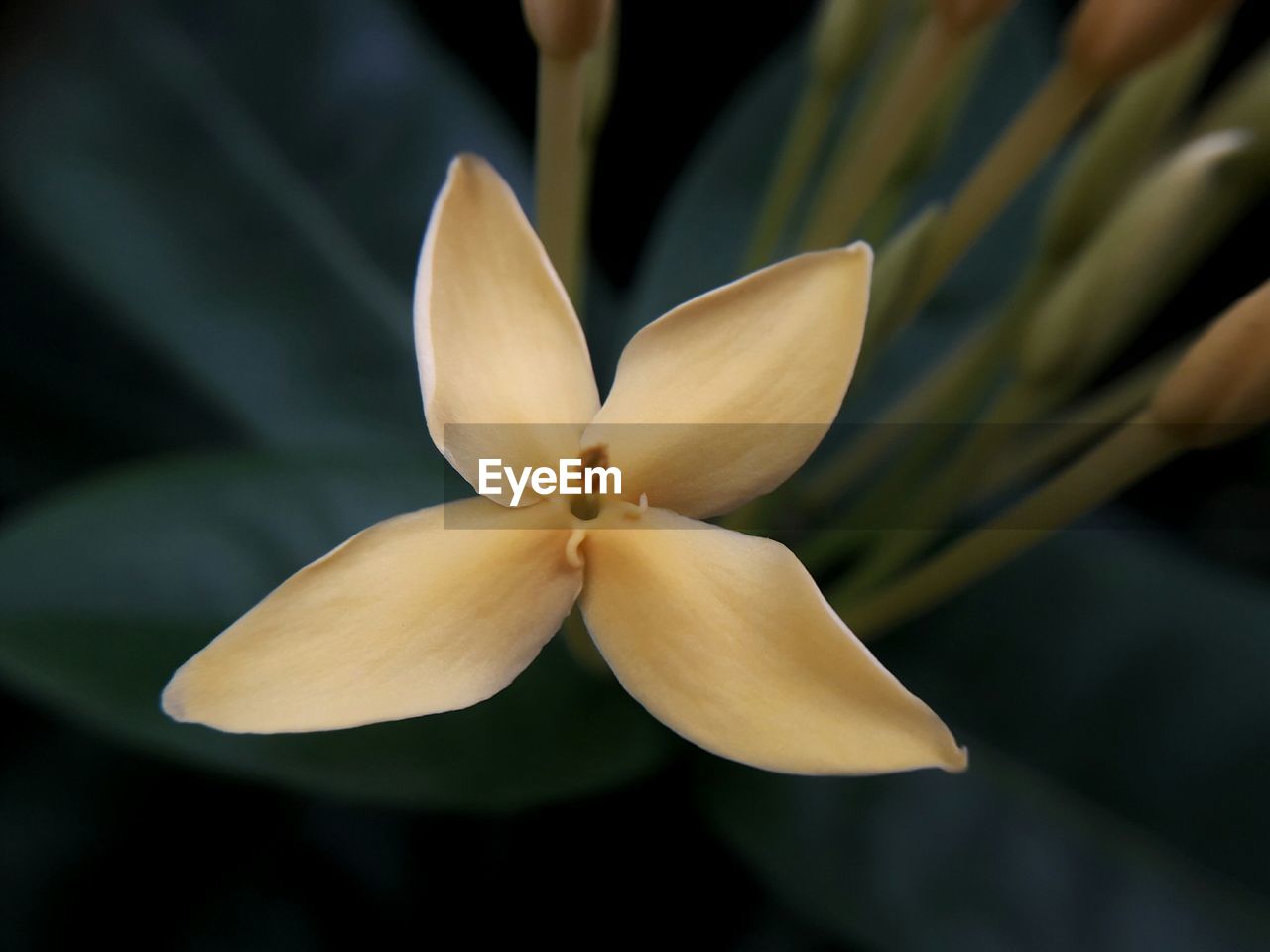 CLOSE-UP OF FRANGIPANI