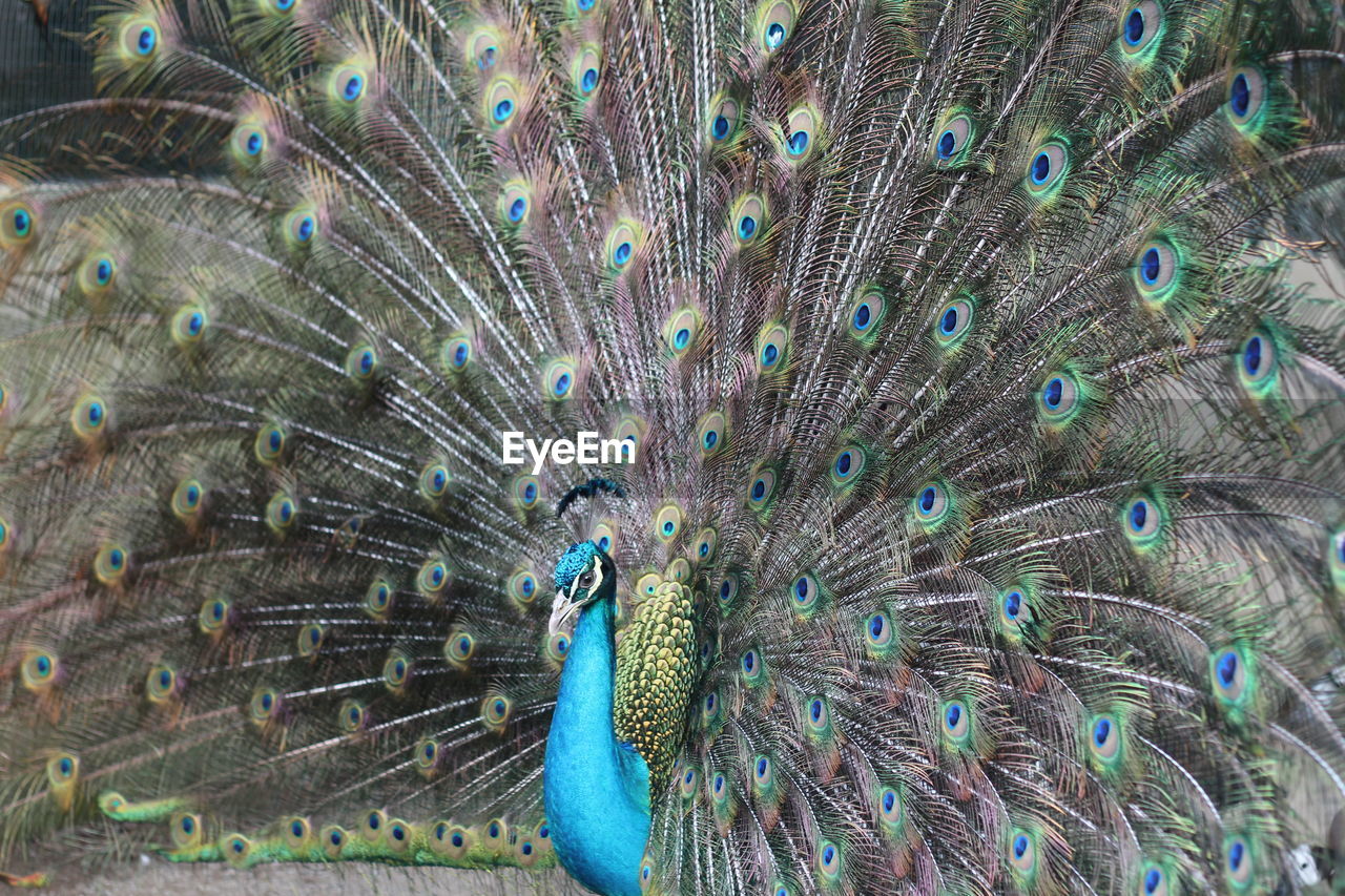 FULL FRAME SHOT OF PEACOCK