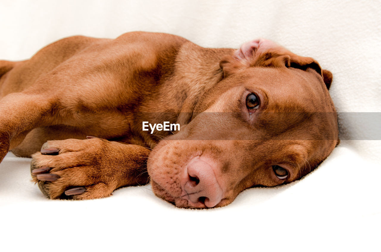 Close-up of dog lying on blanket