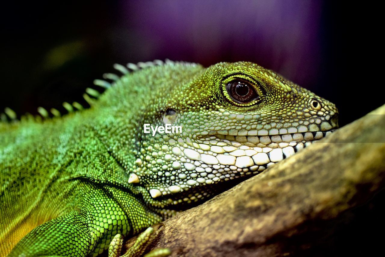 CLOSE UP OF GREEN LIZARD