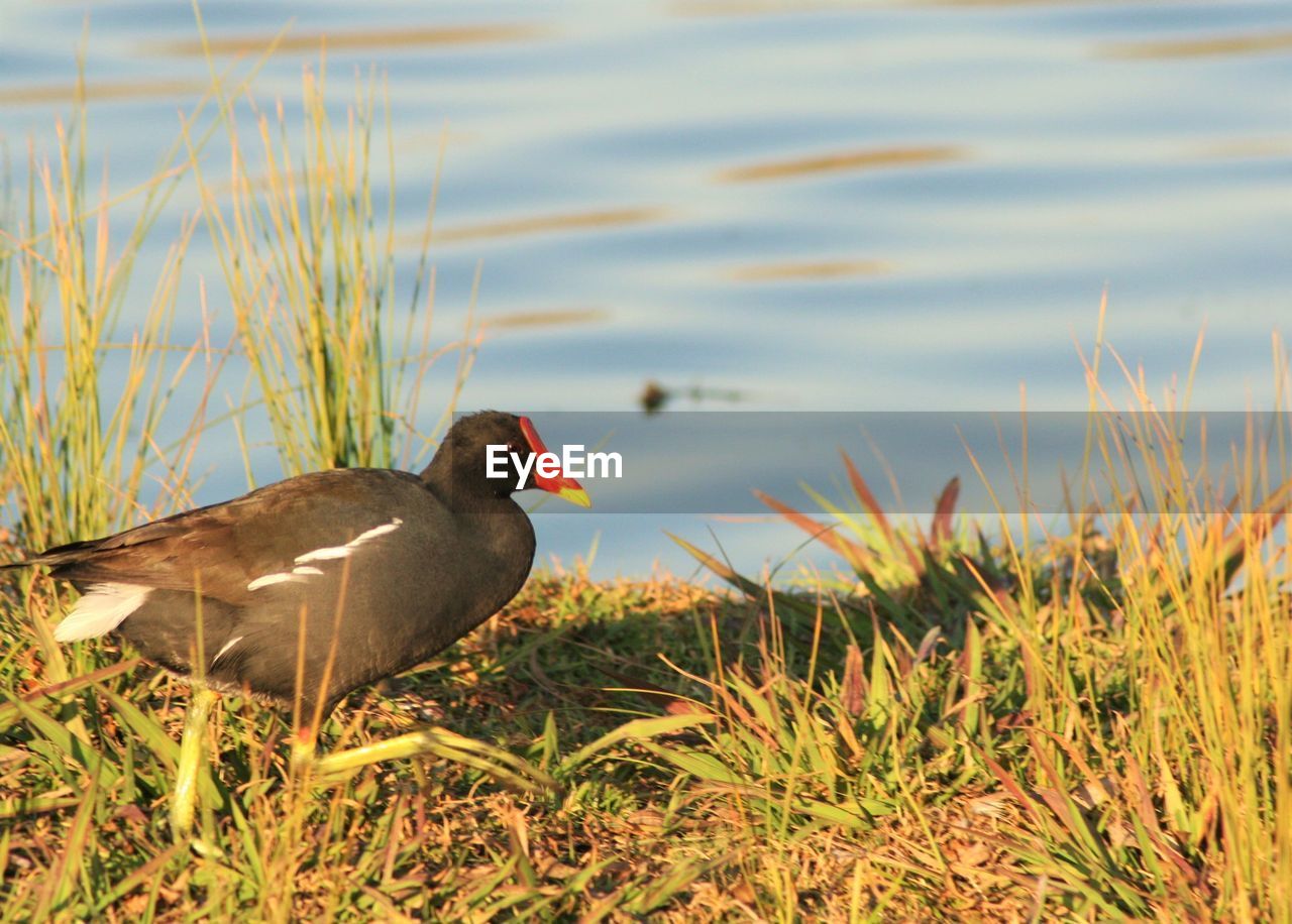 Bird on grassy field