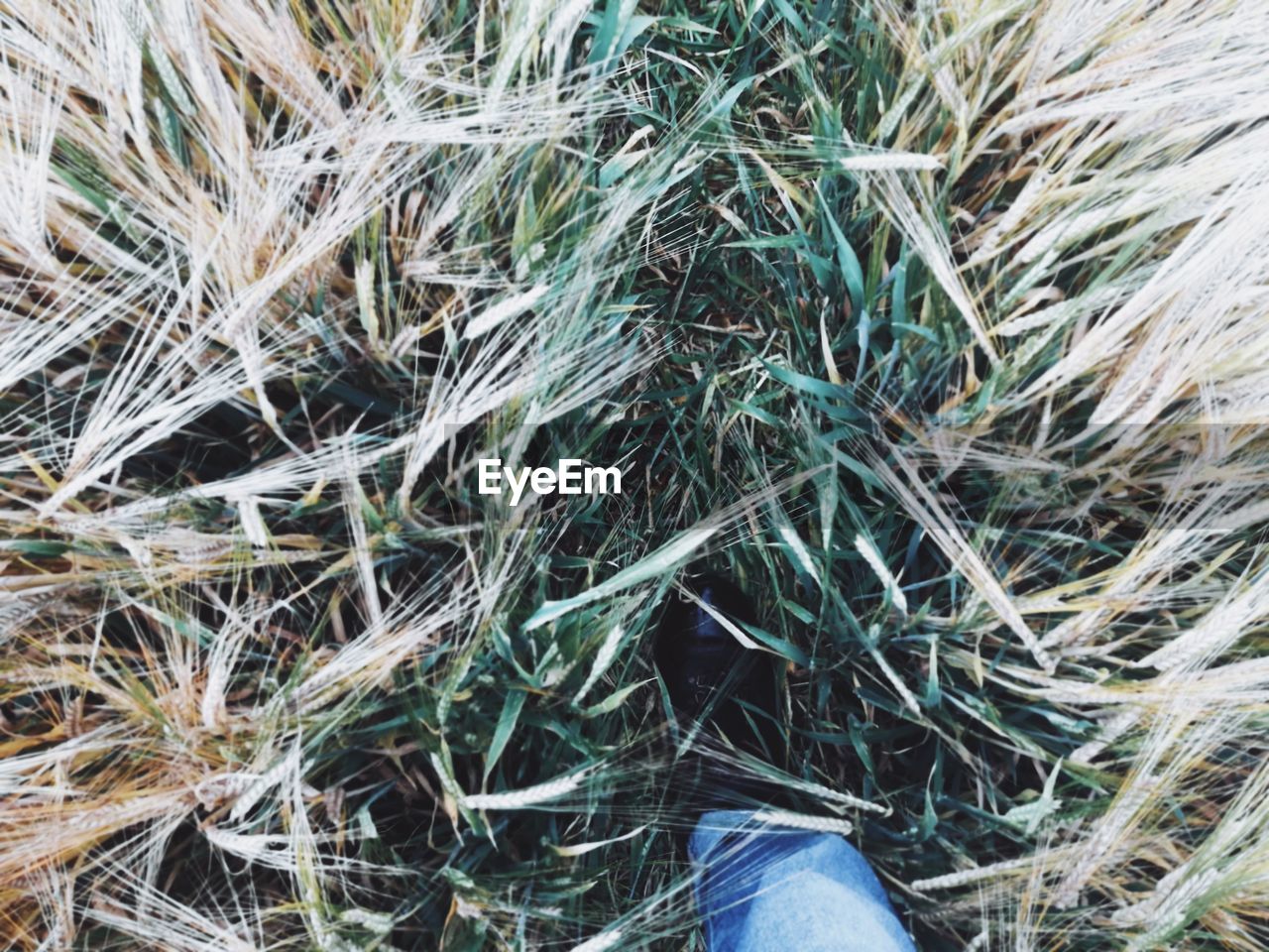 LOW SECTION OF MAN STANDING ON GRASS