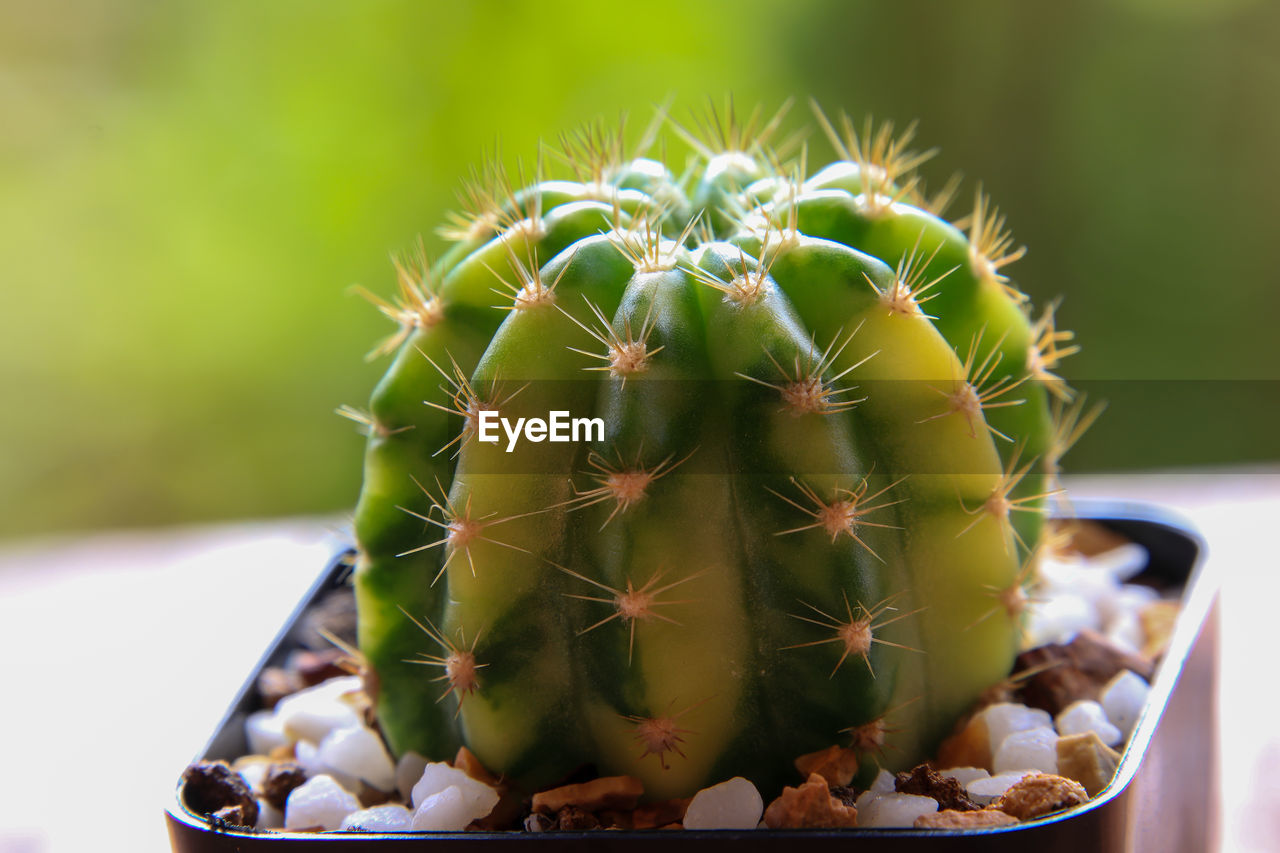 Close-up of succulent plant