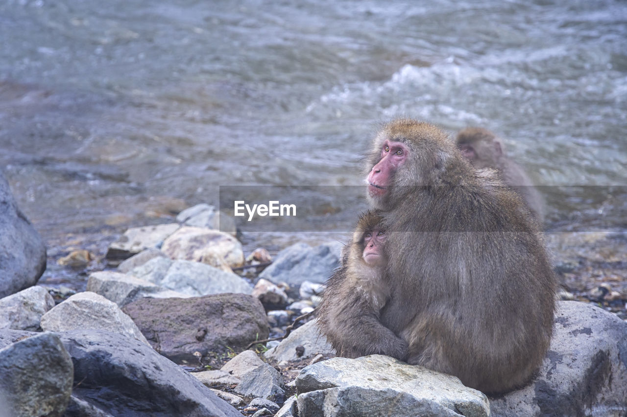 Travel asia. japanese monkey family with parents, children are soaking in the onsen.