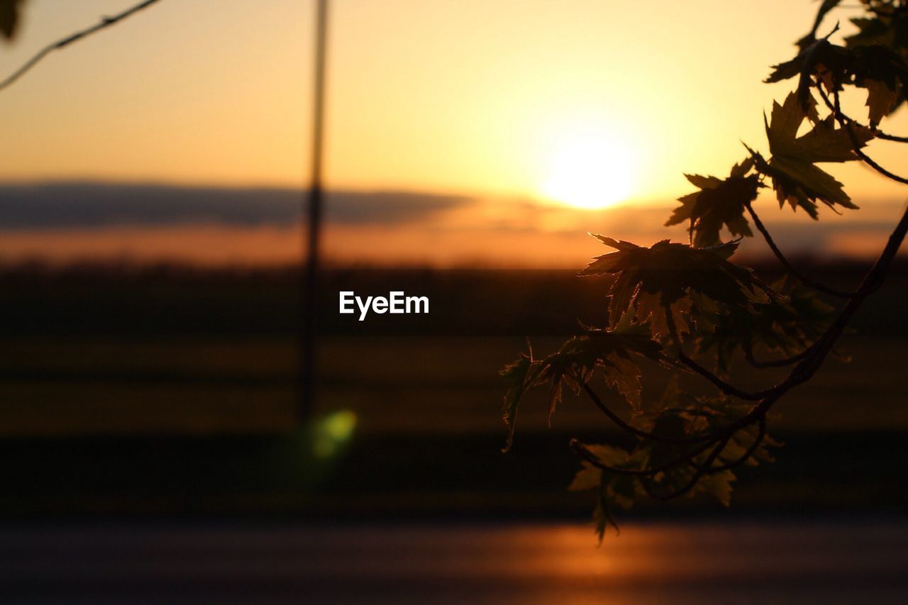 Close-up of silhouette tree against orange sky