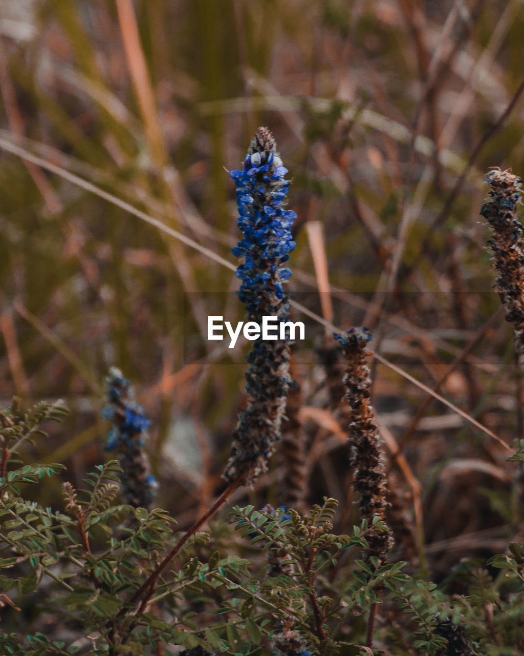 Close-up of purple flowering plant on field