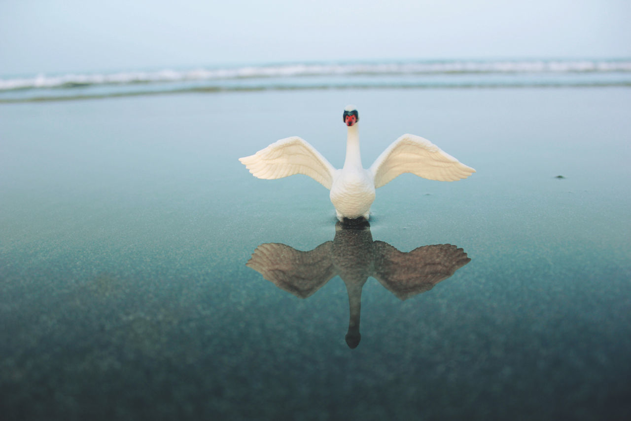 Bird with spread wings in water