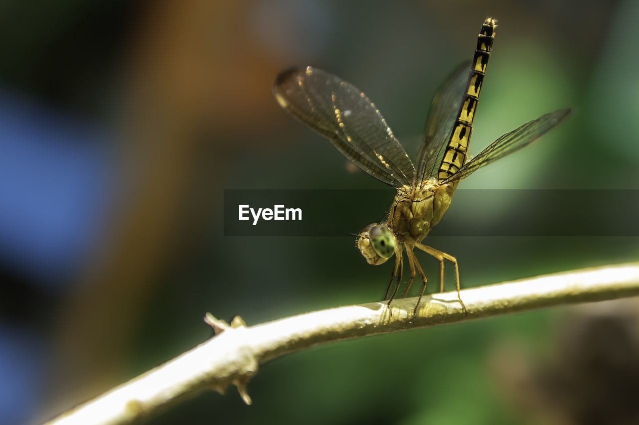 Close-up of dragonfly on leaf