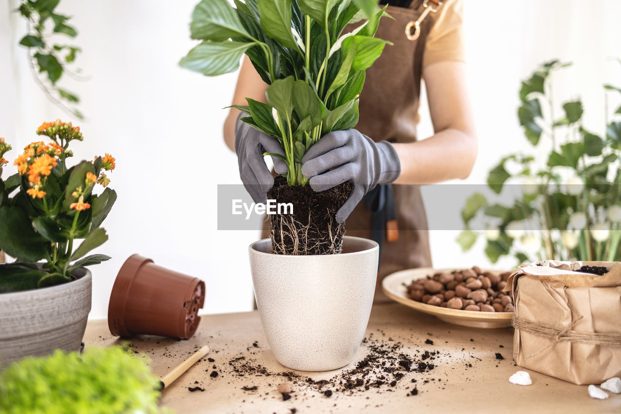 Close up of female gardener hands putting spathiphyllum in flowerpot