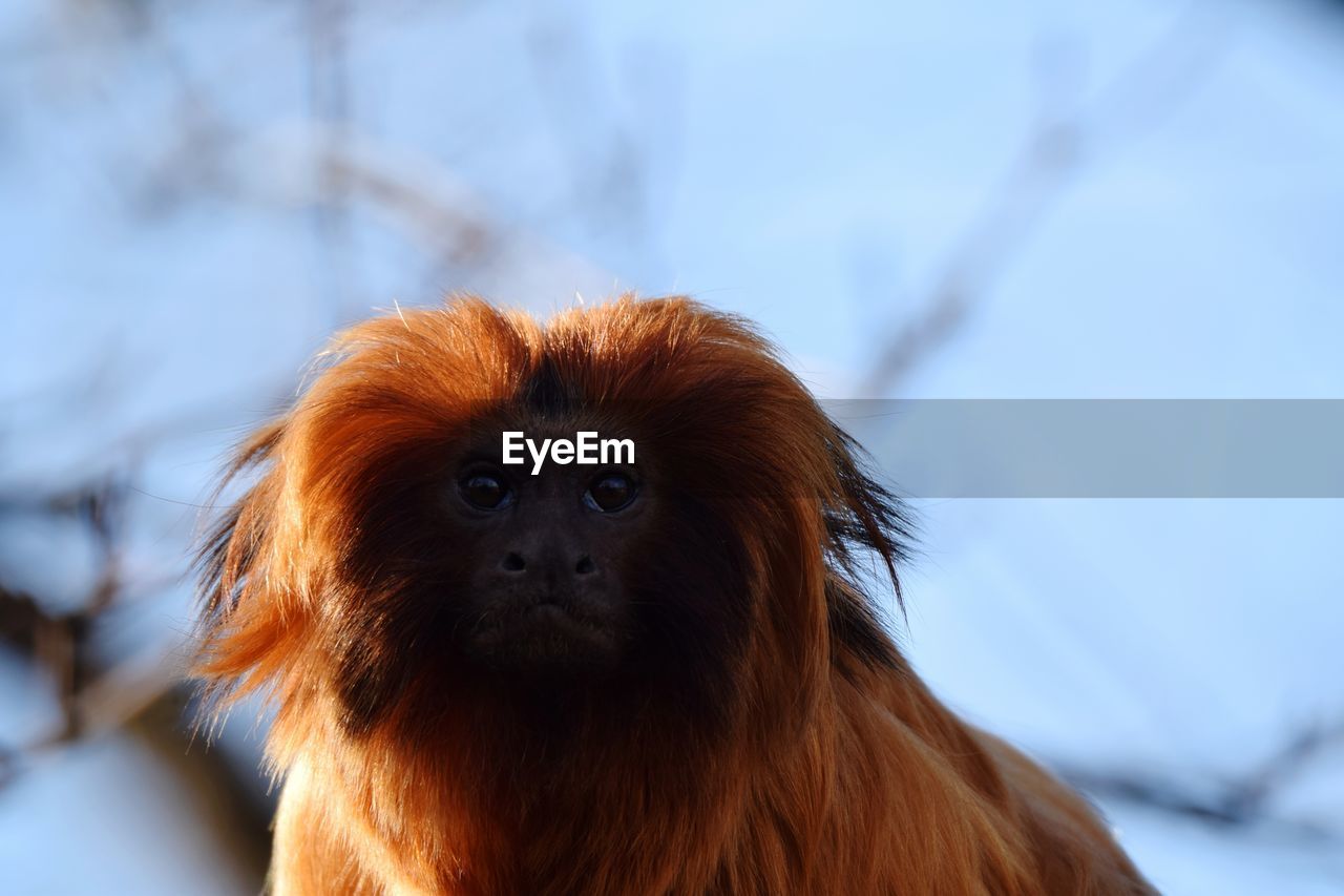 PORTRAIT OF MONKEY LOOKING AWAY