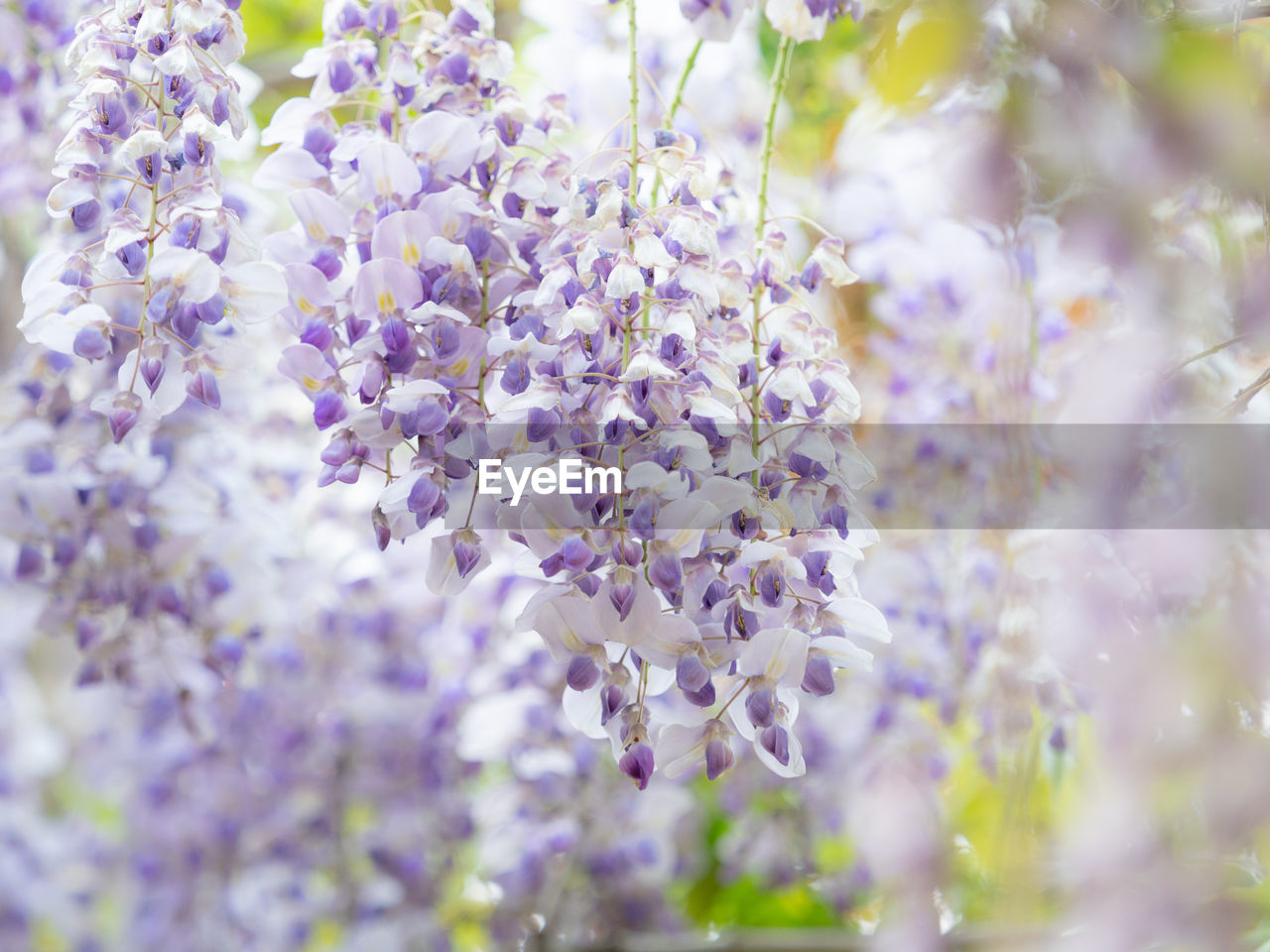 CLOSE-UP OF PURPLE LAVENDER FLOWERS