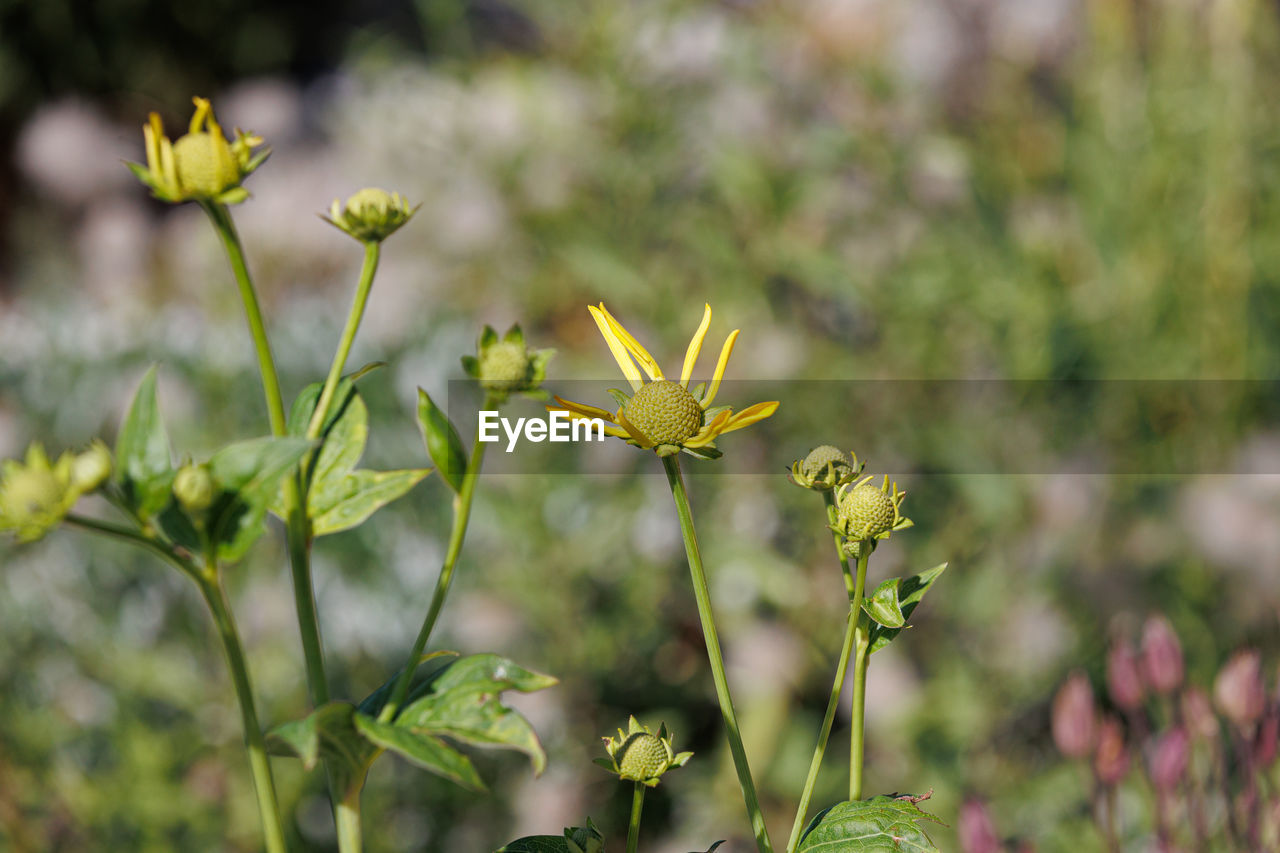 close-up of yellow flowering plant