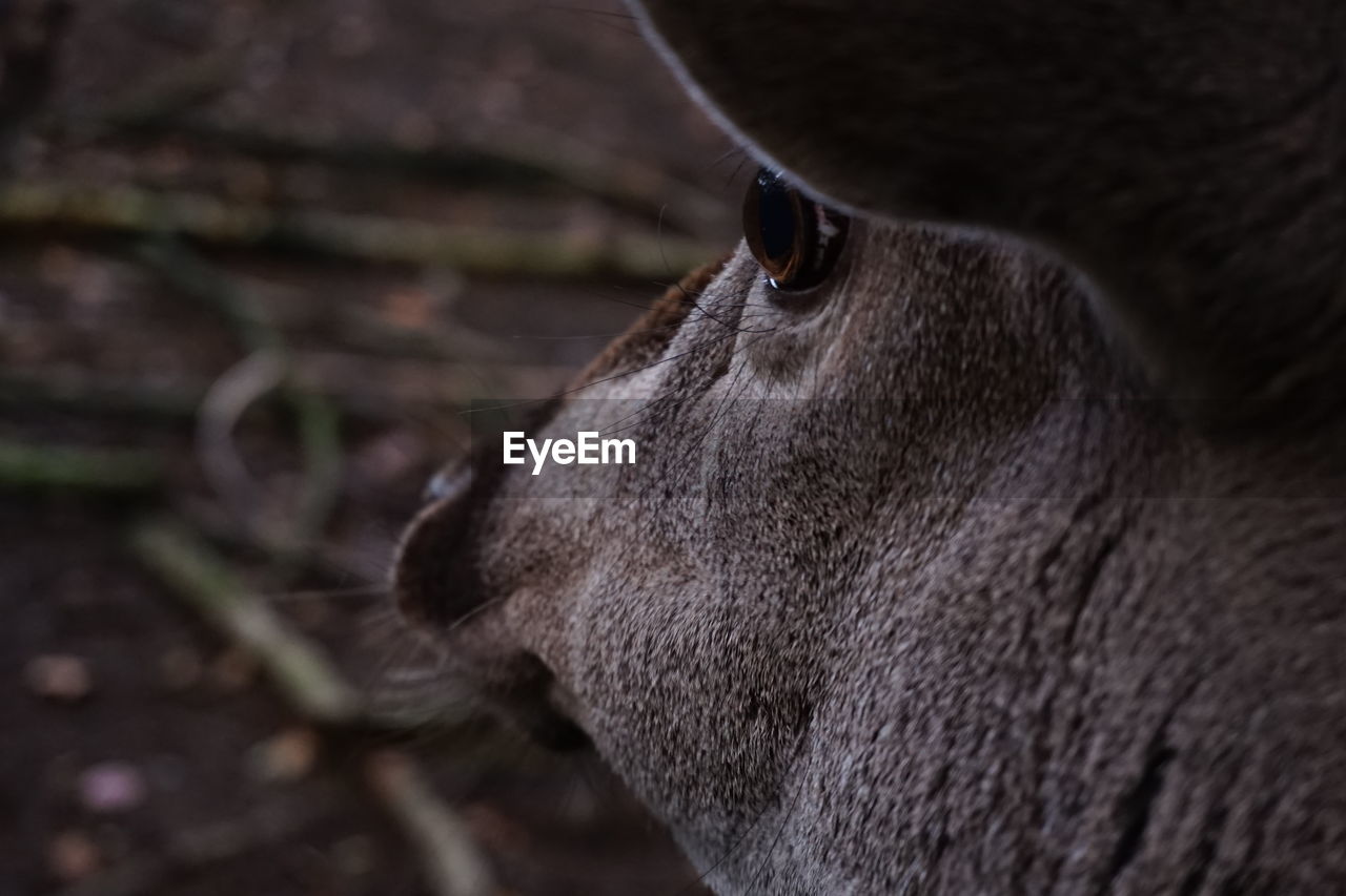 CLOSE-UP OF A RABBIT