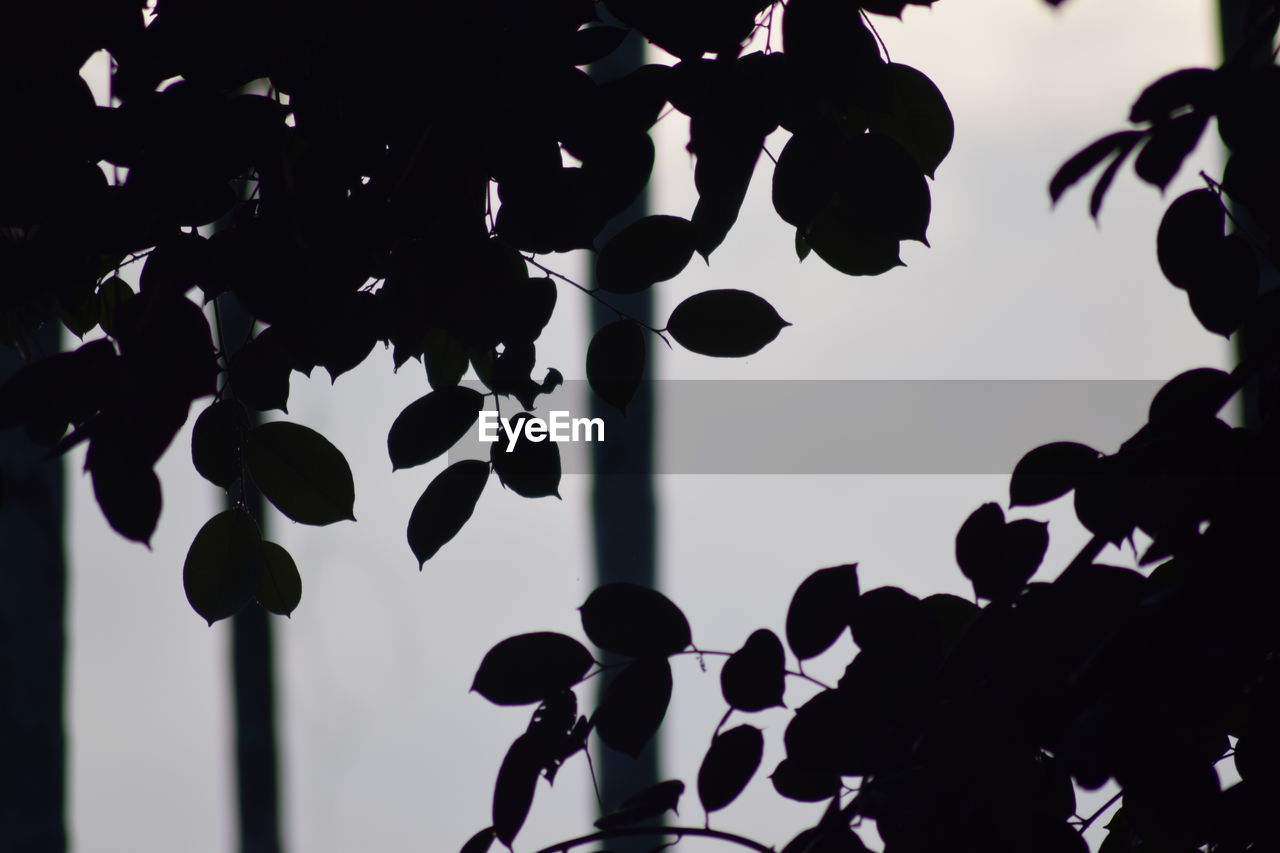 LOW ANGLE VIEW OF SILHOUETTE PLANTS AGAINST SKY