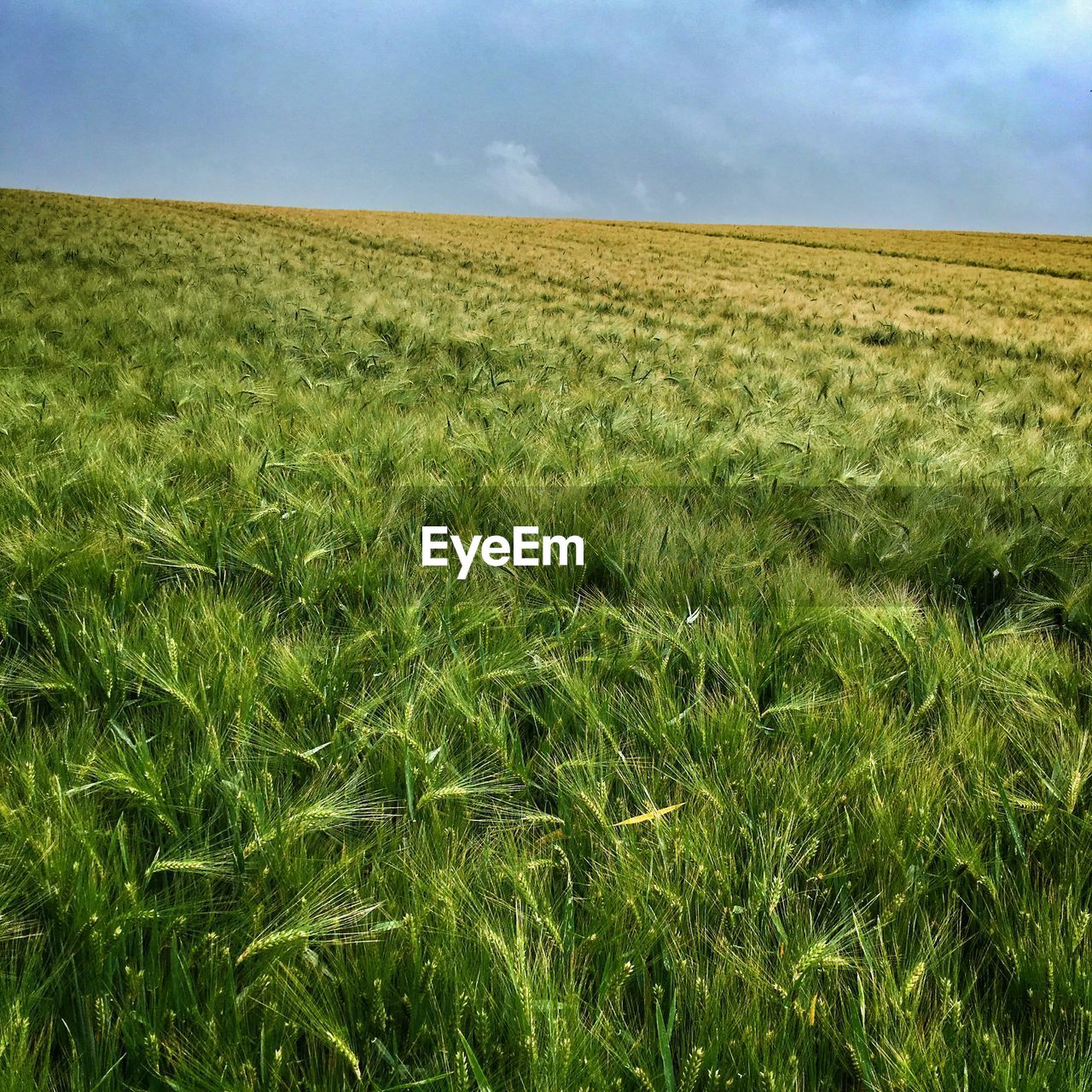 SCENIC VIEW OF GRASSY FIELD AGAINST SKY