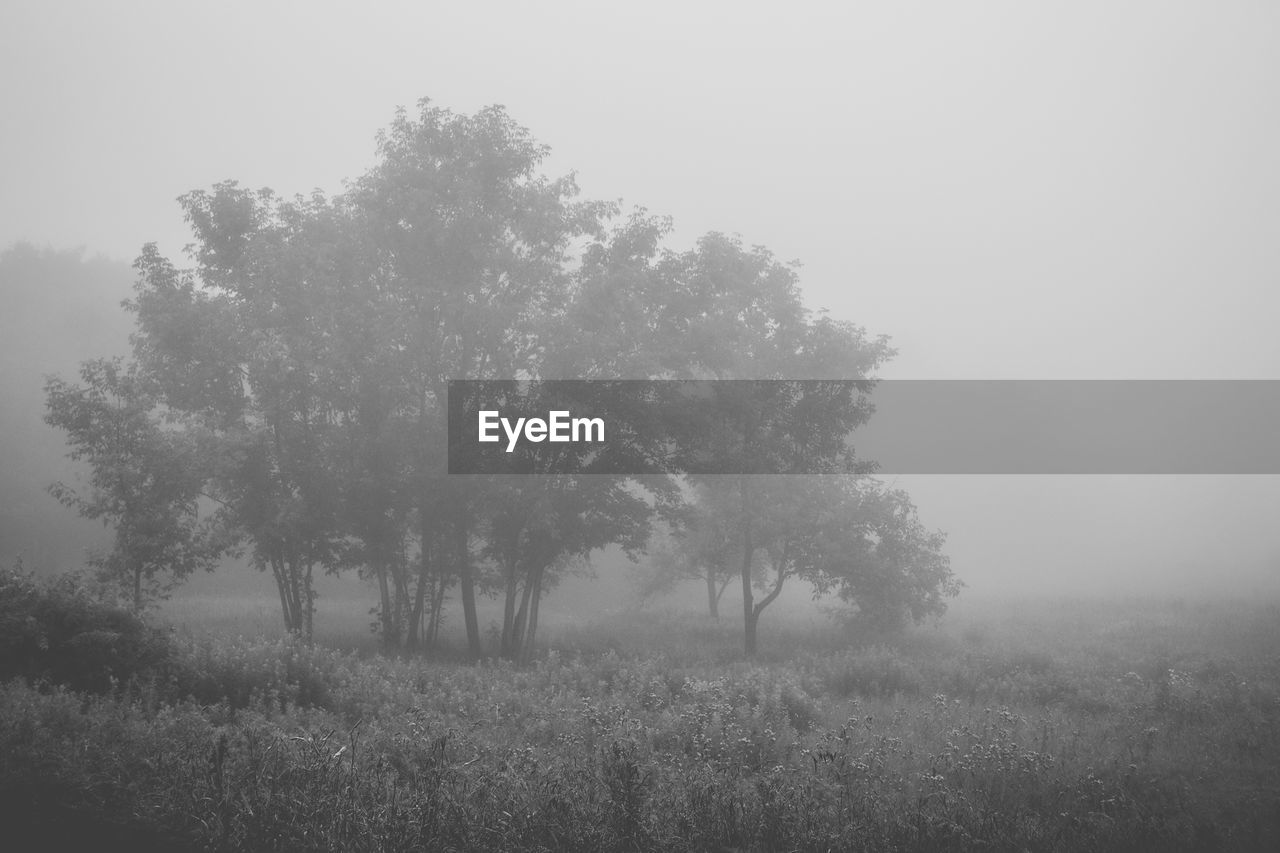 TREES ON GRASSY LANDSCAPE IN FOGGY WEATHER