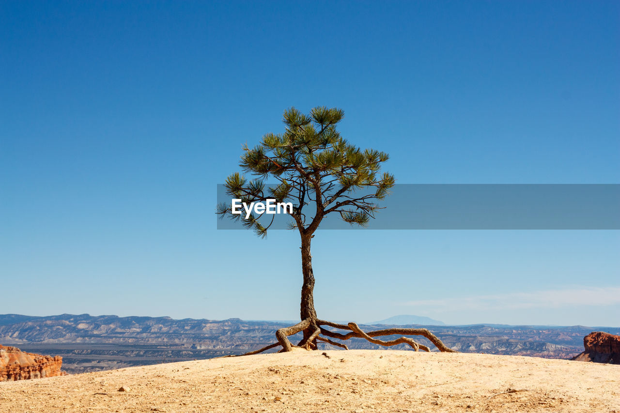 Tree on mountain against blue sky