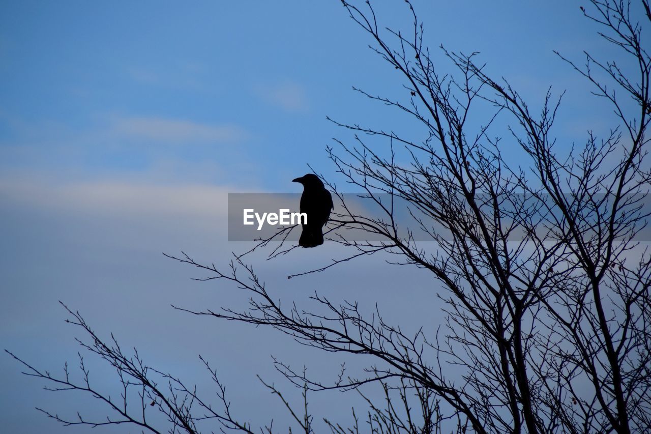 LOW ANGLE VIEW OF BIRDS PERCHING ON TREE BRANCH