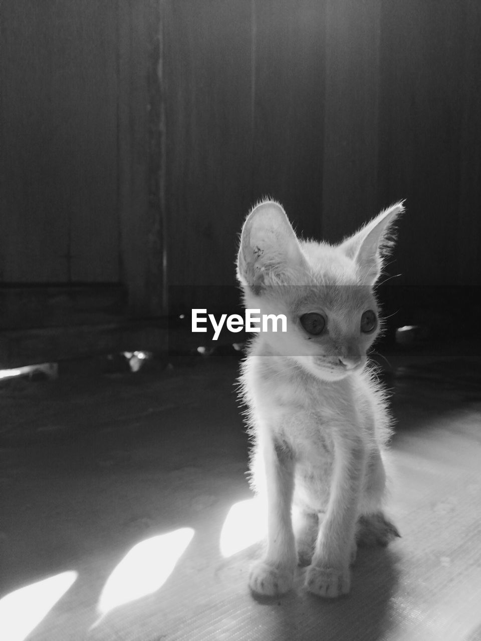 CAT LOOKING AWAY WHILE SITTING ON FLOOR