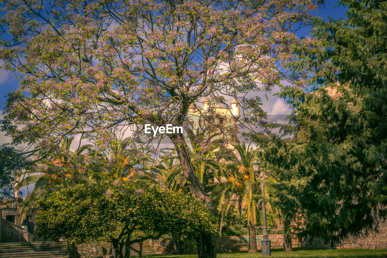 VIEW OF TREES IN PARK