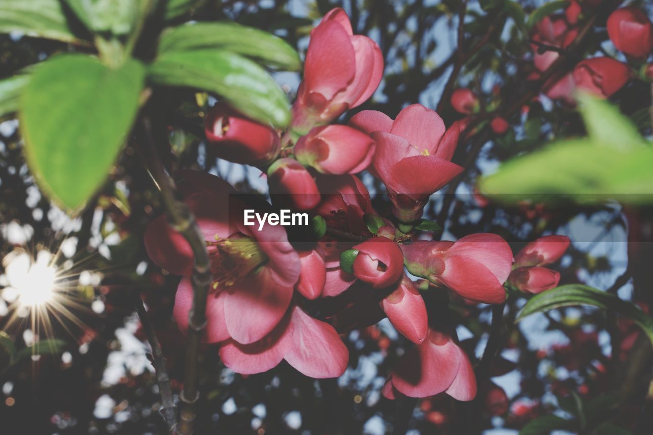 CLOSE-UP OF FLOWERS GROWING ON PLANT