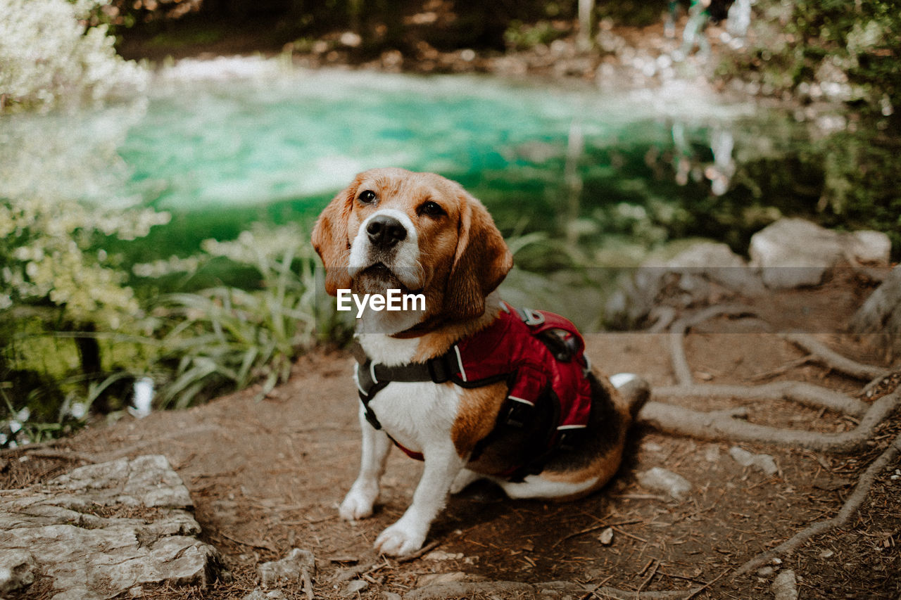 Portrait of a dog looking away