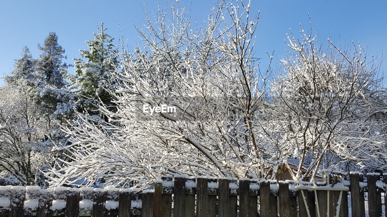 LOW ANGLE VIEW OF BARE TREES DURING WINTER