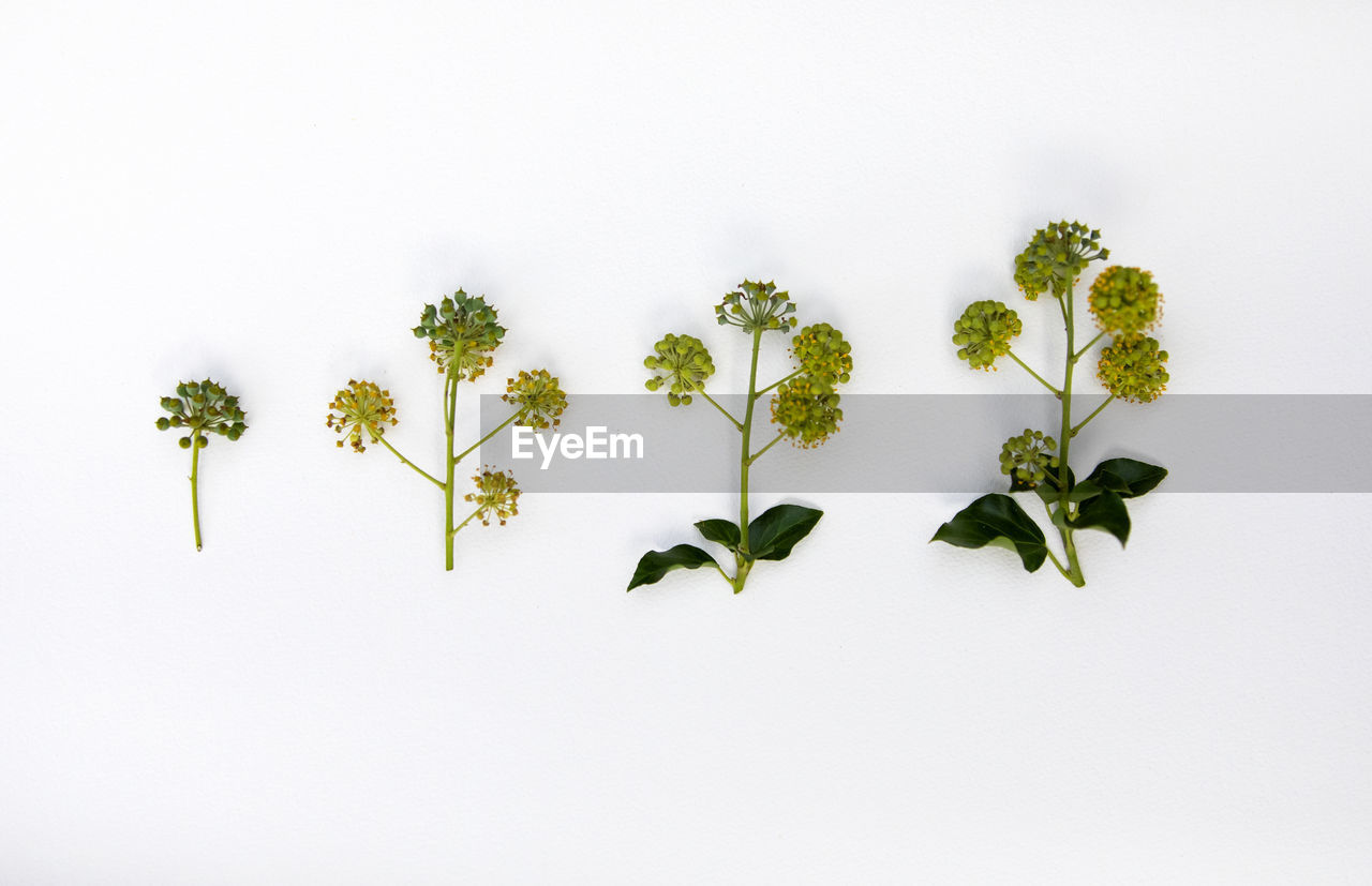 CLOSE-UP OF LEAVES AND WHITE BACKGROUND