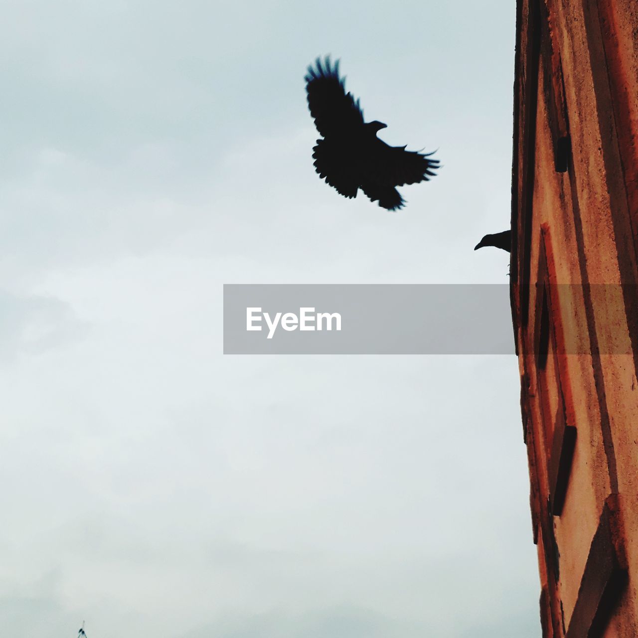 LOW ANGLE VIEW OF HAWK FLYING AGAINST SKY