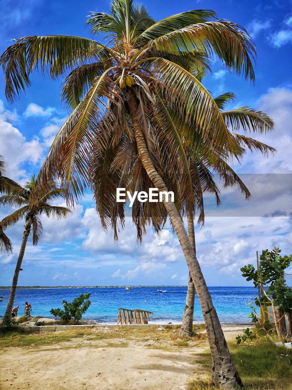 Palm trees on beach against sky