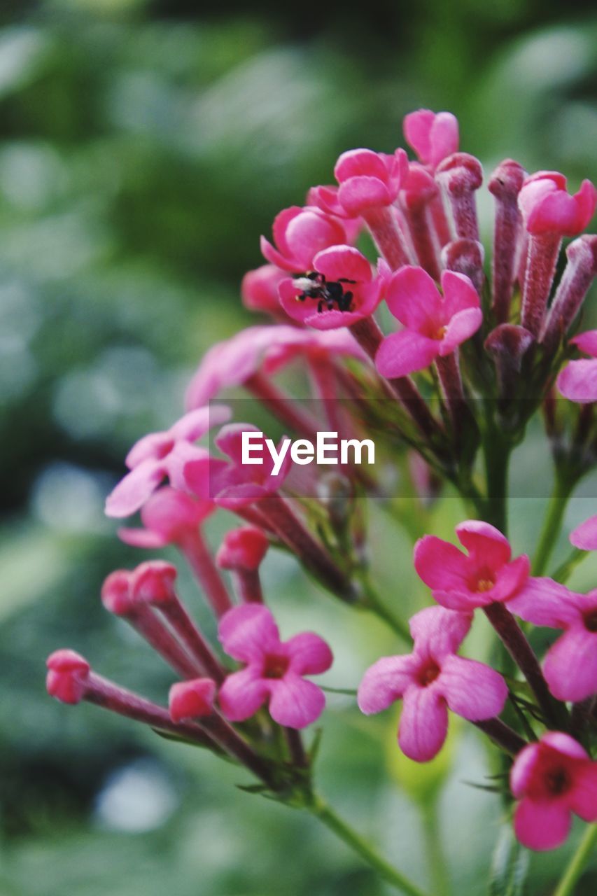 Close-up of pink flowers blooming outdoors