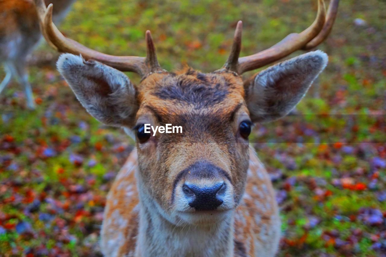 Close-up portrait of deer