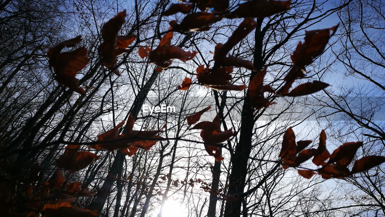 LOW ANGLE VIEW OF PLANTS AGAINST SKY