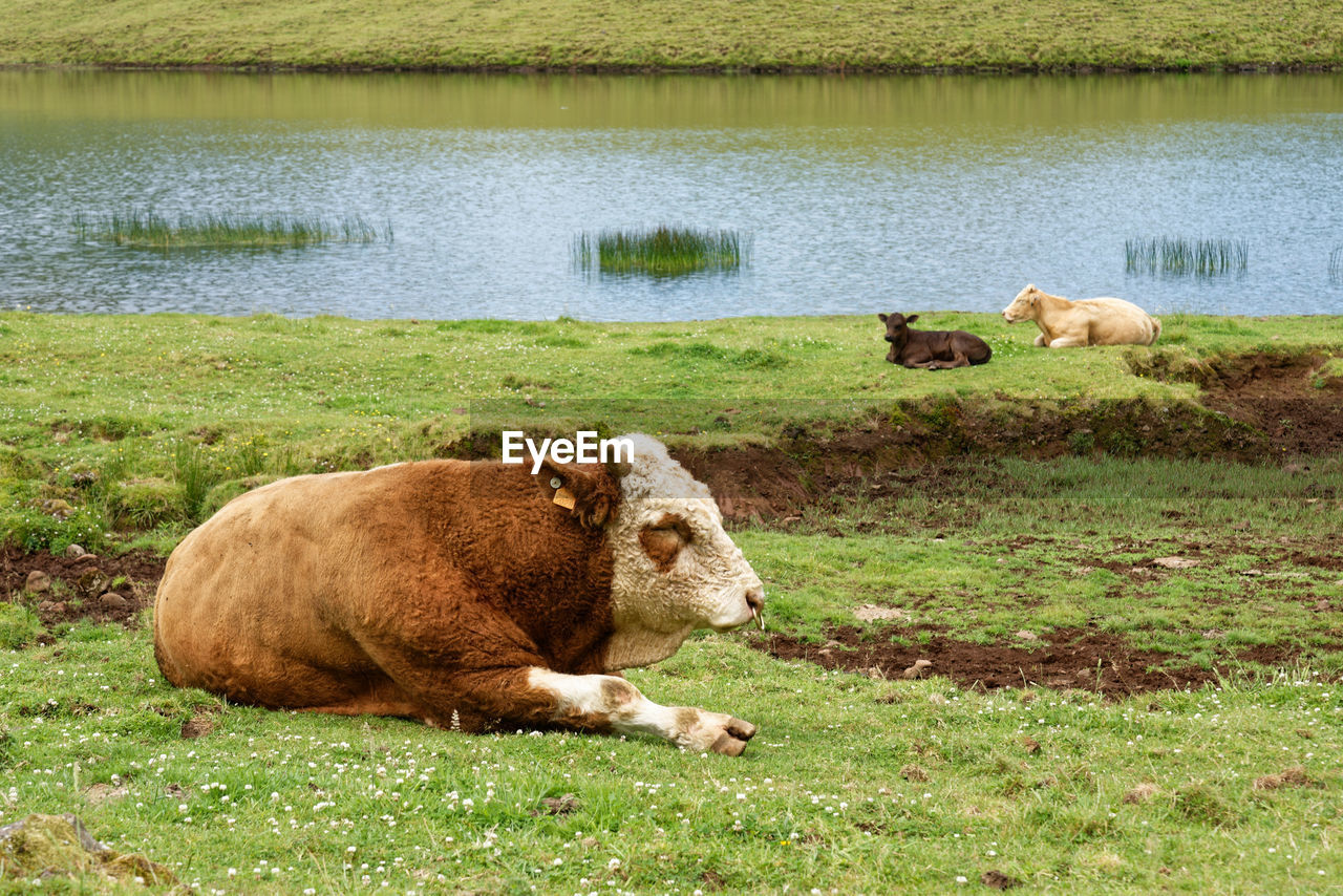SHEEP RELAXING ON GRASS