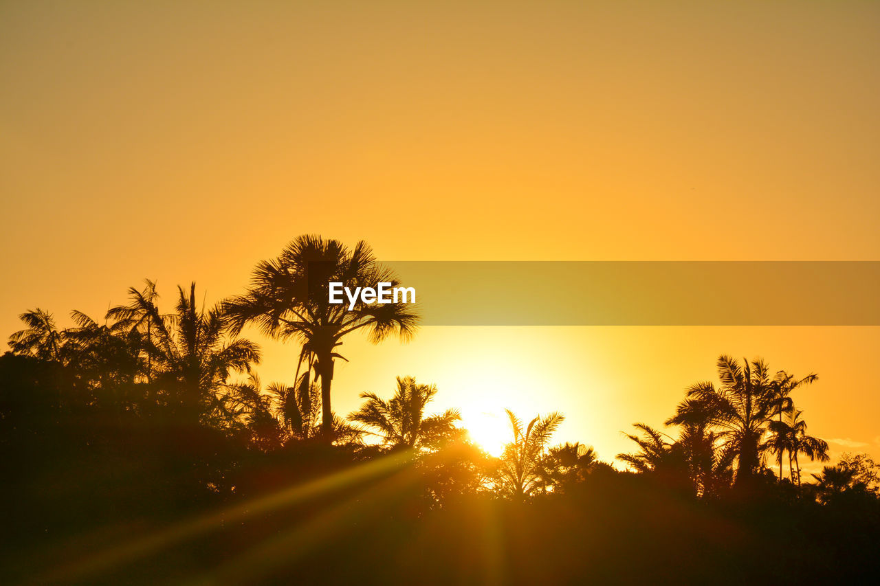 Sunlight streaming through silhouette trees against sky during sunset