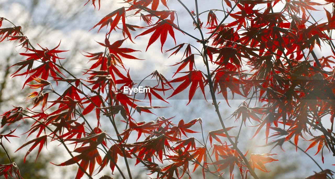 Close-up of red maple tree against sky