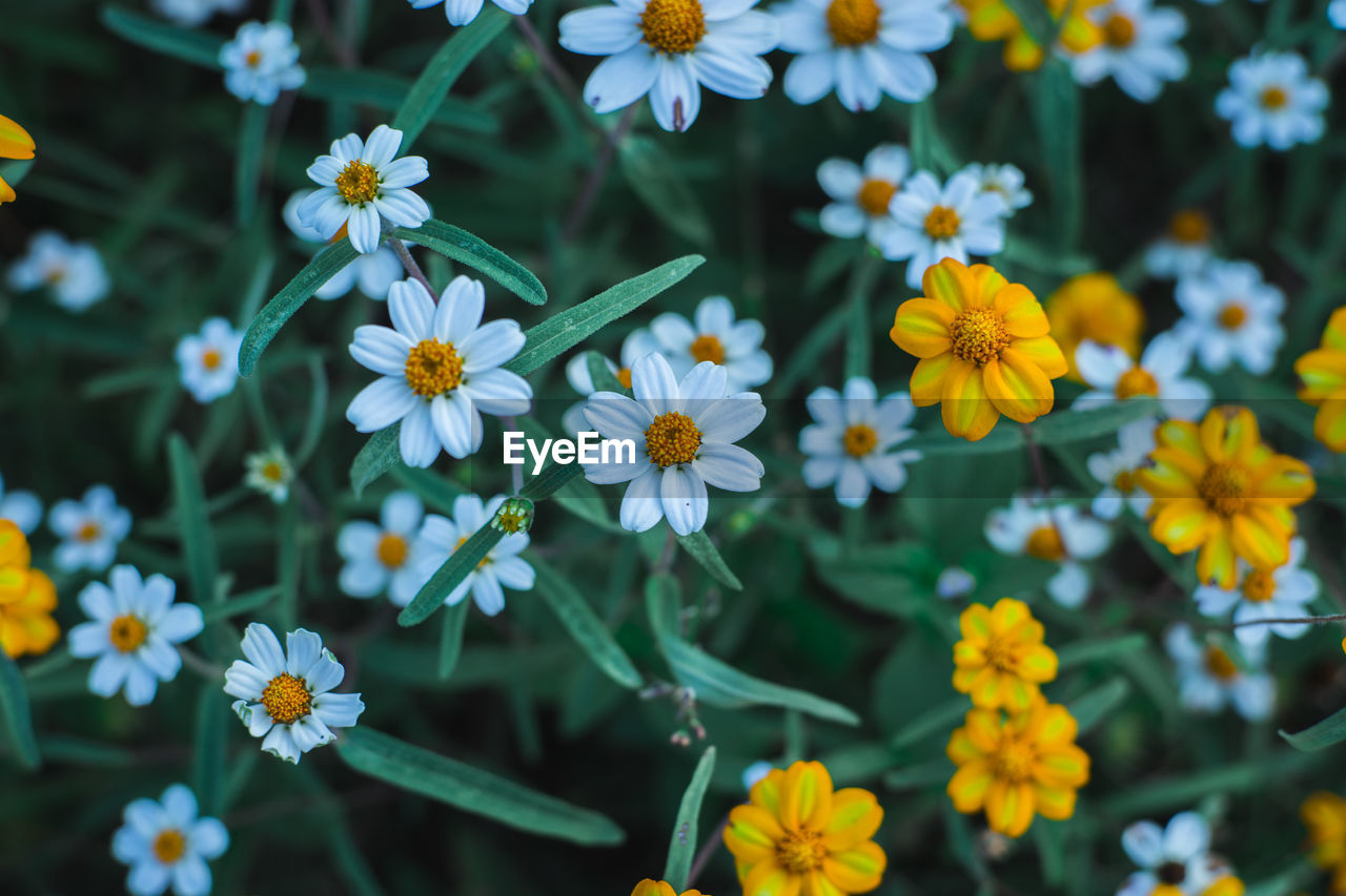 Close-up of daisy flowers