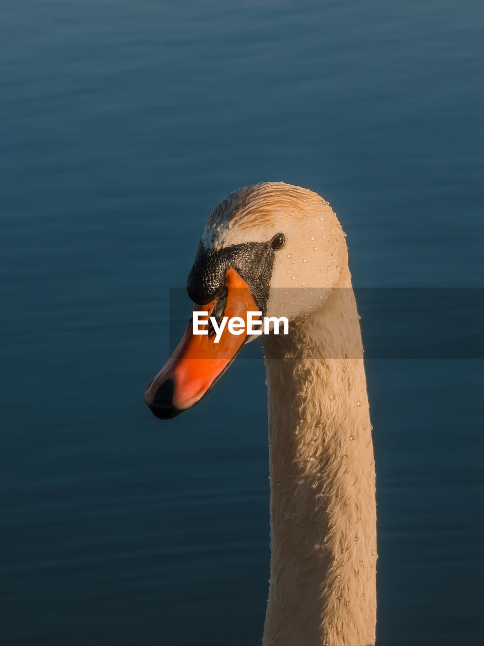 Close-up of swan in lake