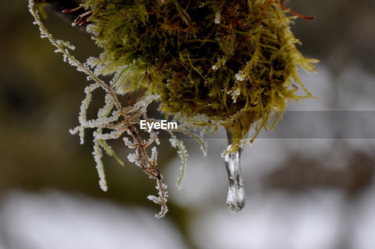 CLOSE-UP OF FROZEN PLANT AGAINST BLURRED BACKGROUND