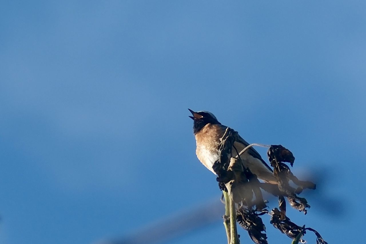 animal, animal themes, bird, animal wildlife, wildlife, blue, one animal, nature, perching, sky, no people, copy space, outdoors, day, sunny, full length, clear sky, low angle view