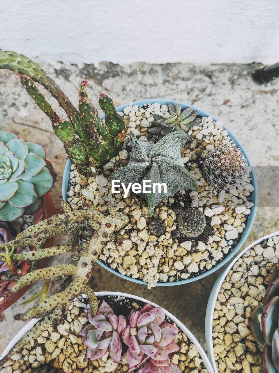 HIGH ANGLE VIEW OF SUCCULENT PLANT ON STONES