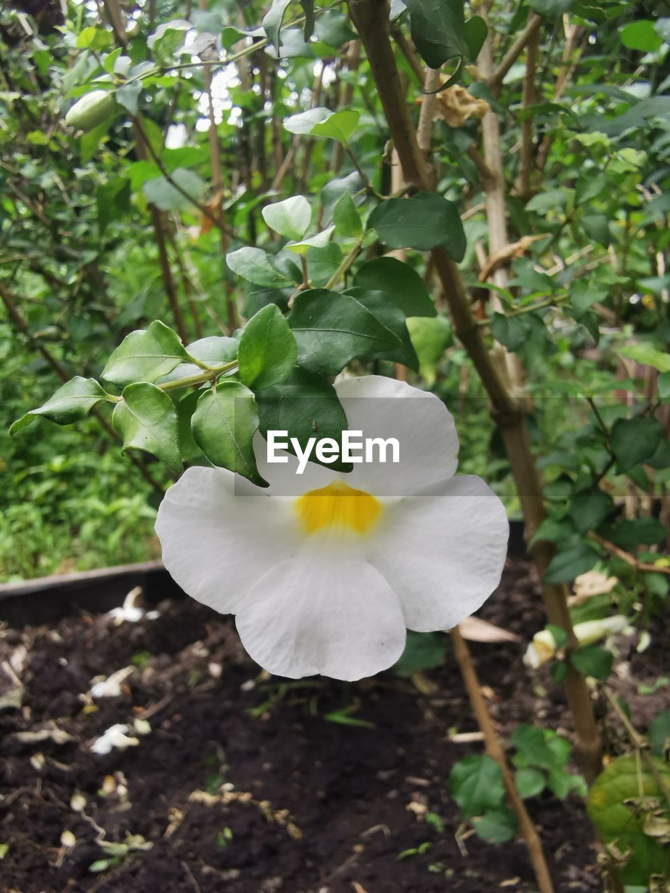 plant, flower, flowering plant, growth, beauty in nature, freshness, petal, nature, fragility, inflorescence, flower head, close-up, white, plant part, leaf, tree, no people, focus on foreground, outdoors, day, springtime, botany, blossom, green