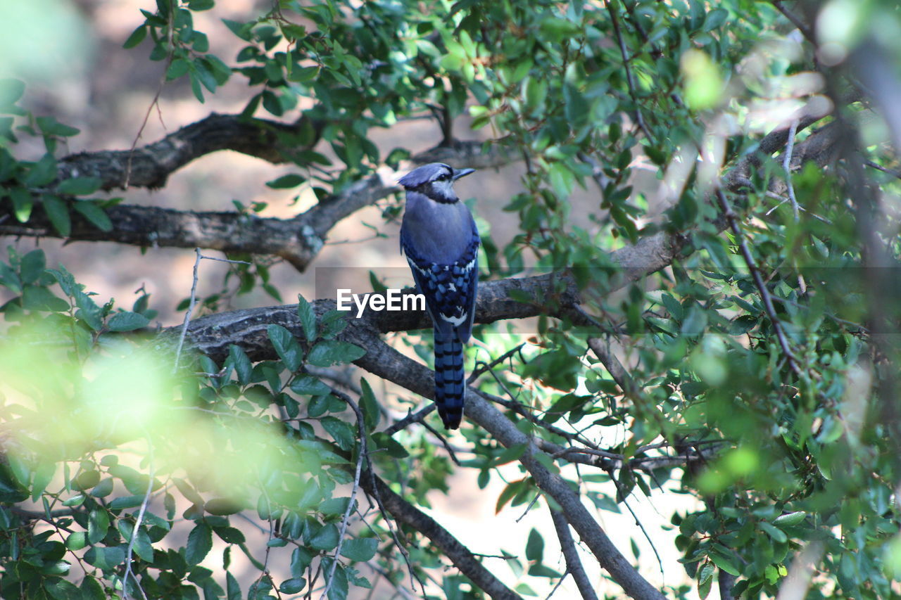 LOW ANGLE VIEW OF BIRDS PERCHING ON TREE