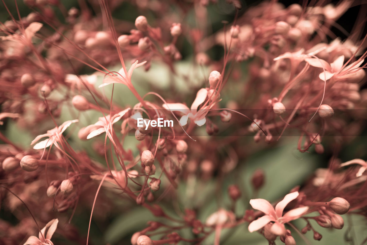 CLOSE-UP OF FLOWERING PLANTS