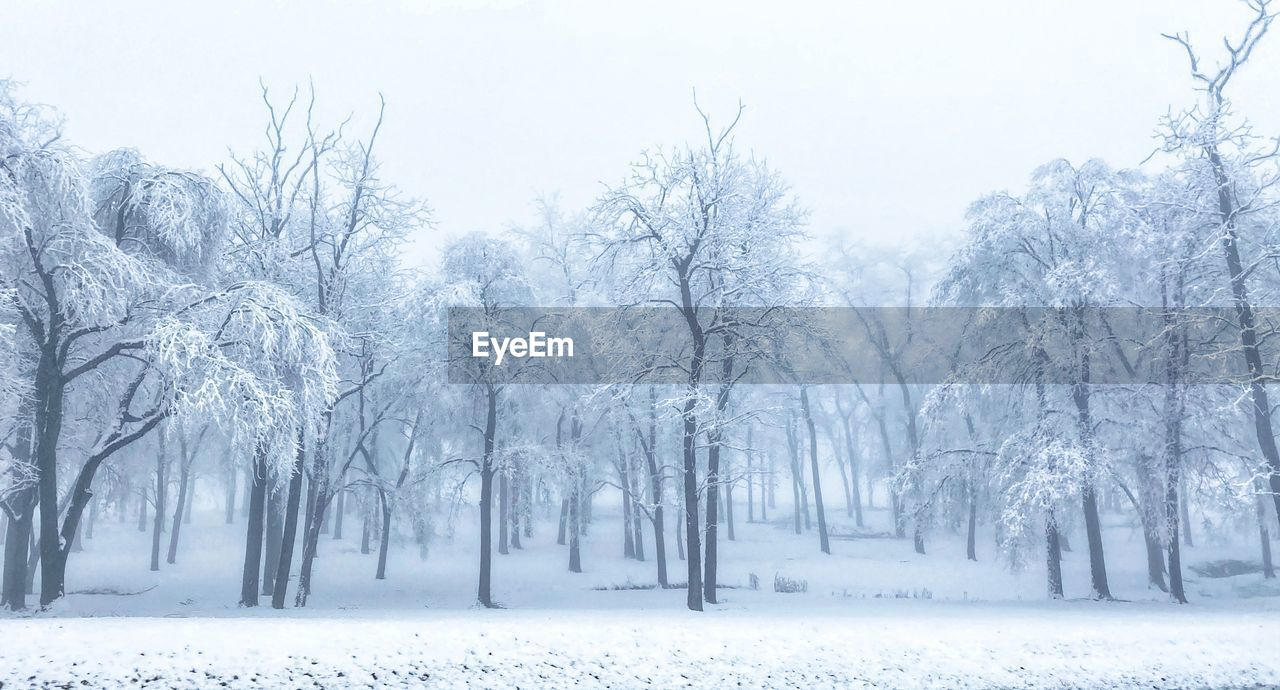 TREES ON SNOW COVERED LAND