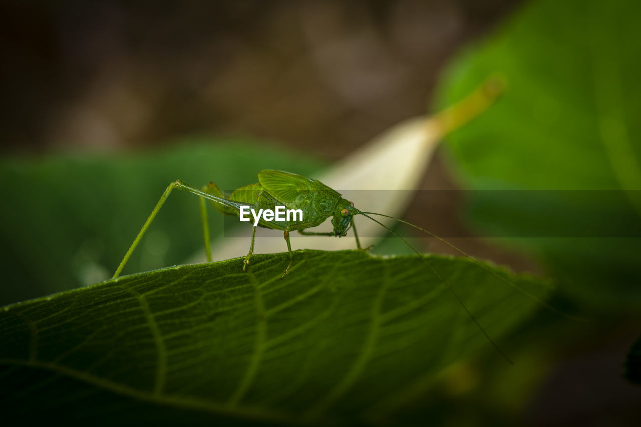 Close-up of a green graahopper nymph om a fig leaf