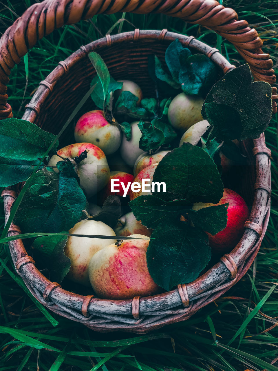 HIGH ANGLE VIEW OF FRESH FRUITS IN BASKET