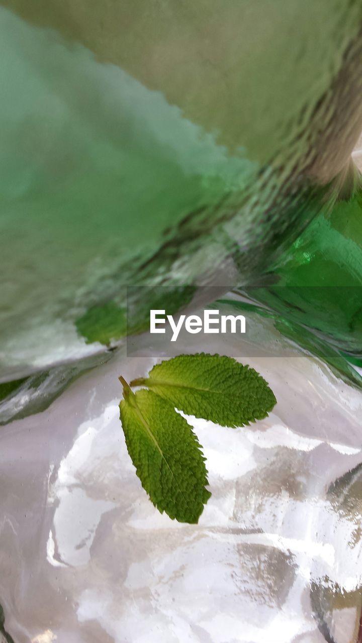 Close up of mint leaves on ice cube