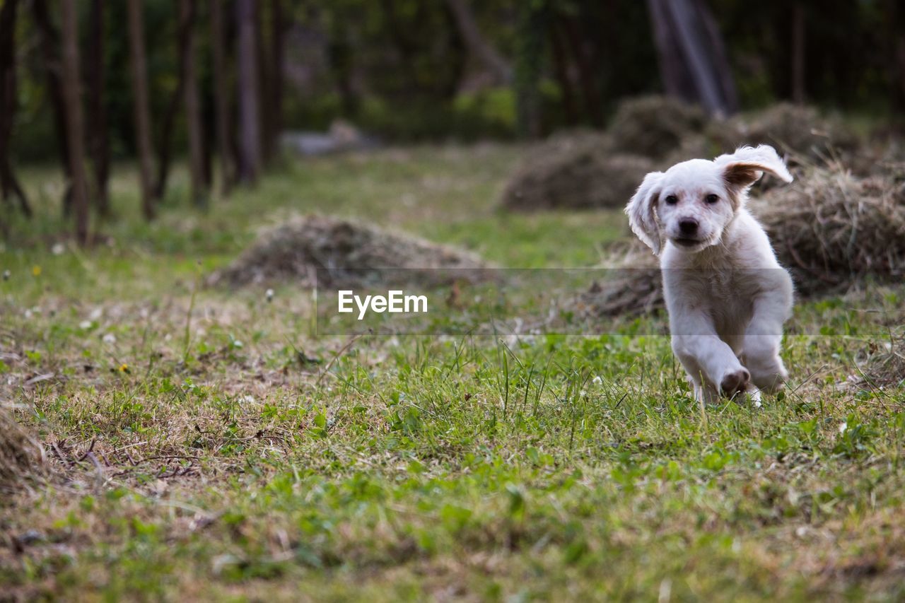 PORTRAIT OF A DOG ON FIELD